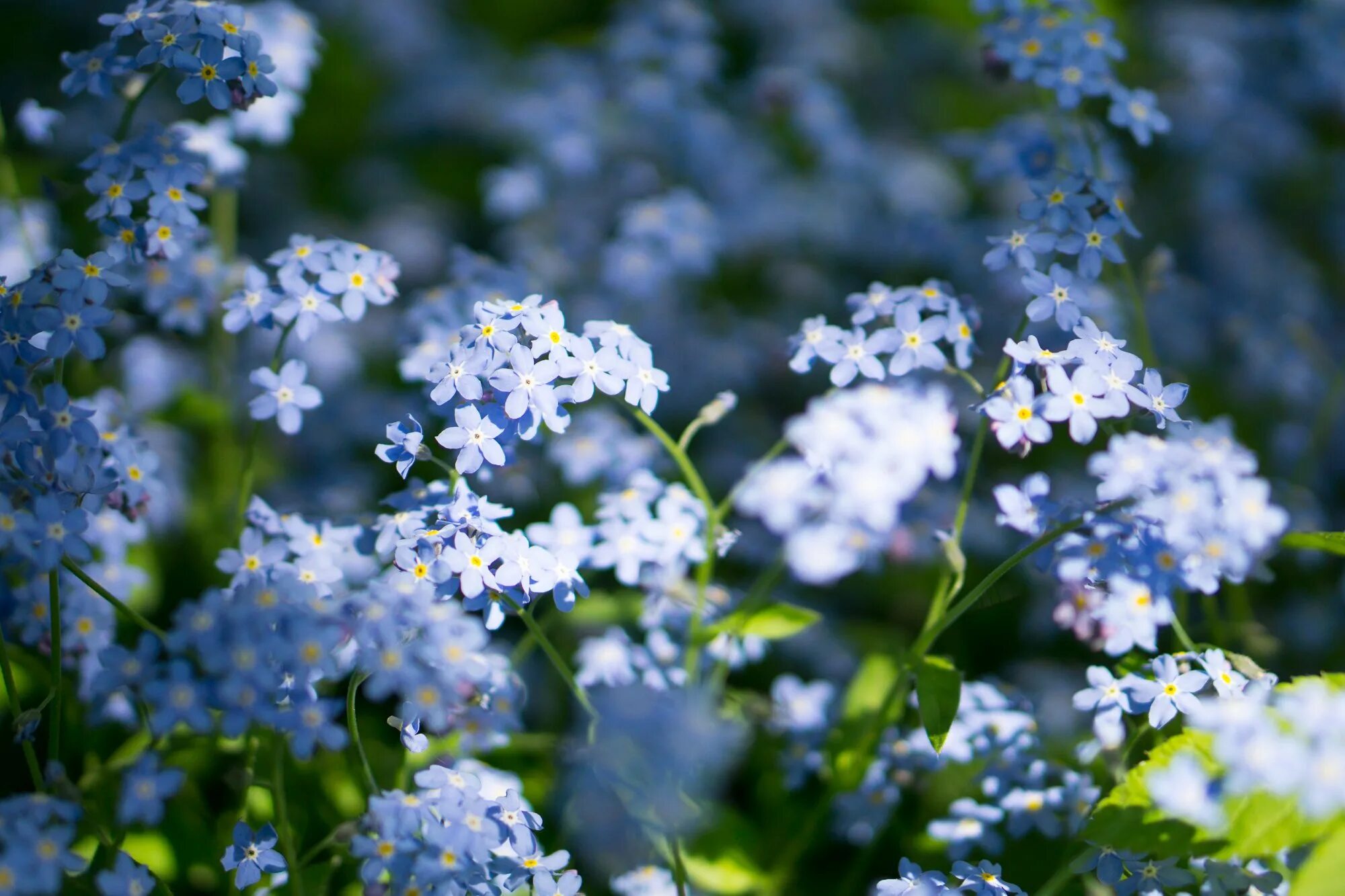 Поле незабудок. Незабудка Полевая (Myosotis arvensis). Незабудка Болотная куст. Незабудка Лесная Полянка. Красивые незабудки.