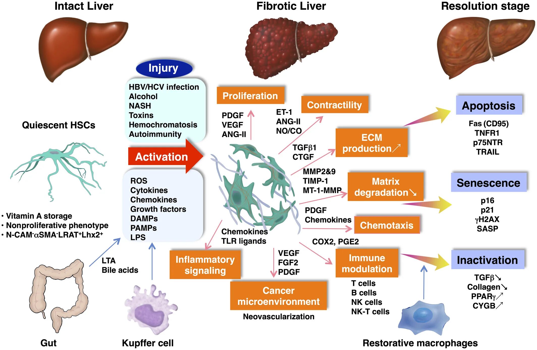 Сколько витаминов в печени. Витамины для печени. Liver scheme.