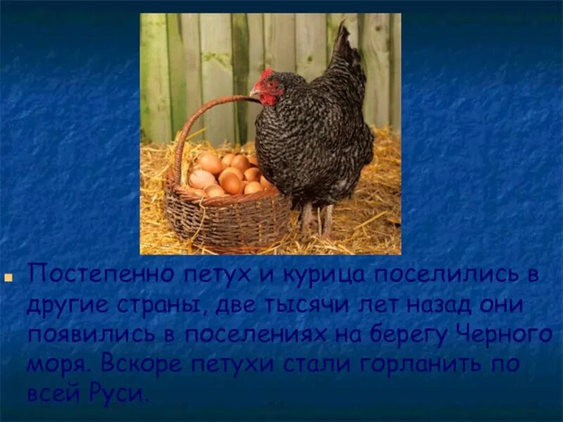 Могут ли куры нести яйца без петуха. Гнезда для кур. Яйцо куриное без петуха. Может ли курица нести яйца без петуха. Роль петуха в оплодотворении.