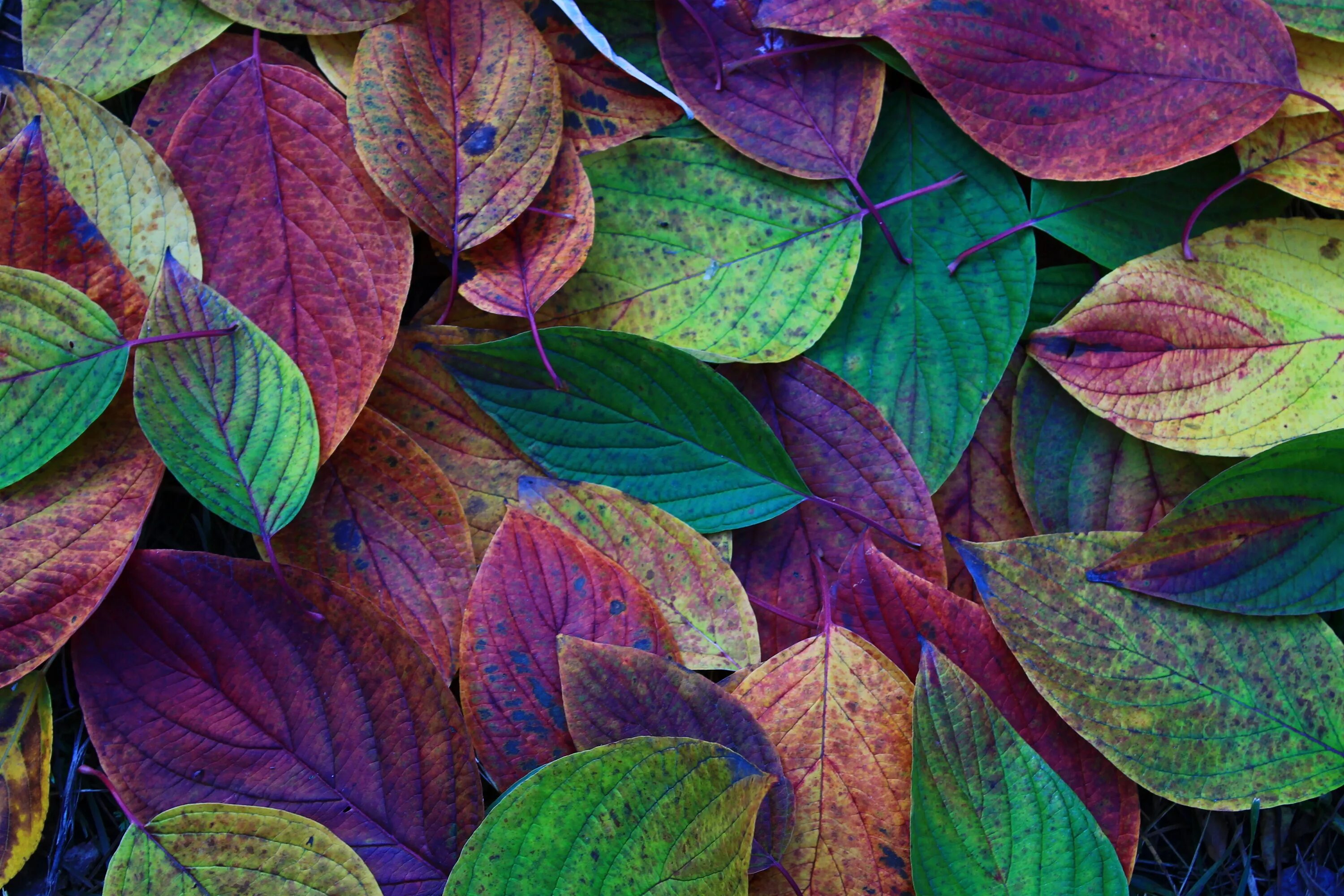 Leaves wallpaper