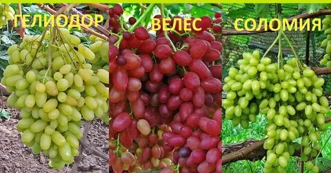 Виноград индиана