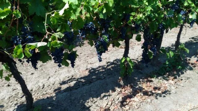 Виноград молдавия молдавия виноград. Виноград подарок молдовы. Саженцы винограда молдова. Сорт винограда молдова. Саженцы винограда молдова.