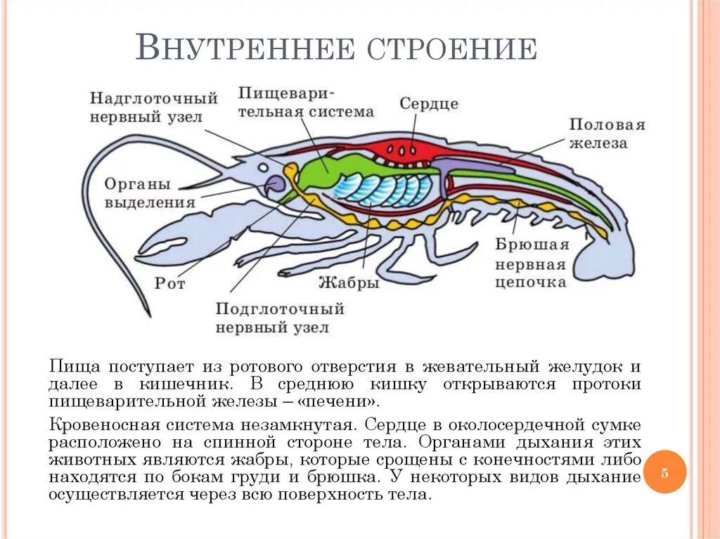 Особенности внутреннего строения ракообразных. Класс ракообразные внутреннее строение таблица. Внутренне строение ракообразных. Таблица внутренне строение ракообразных. Каким органом дышит речной рак