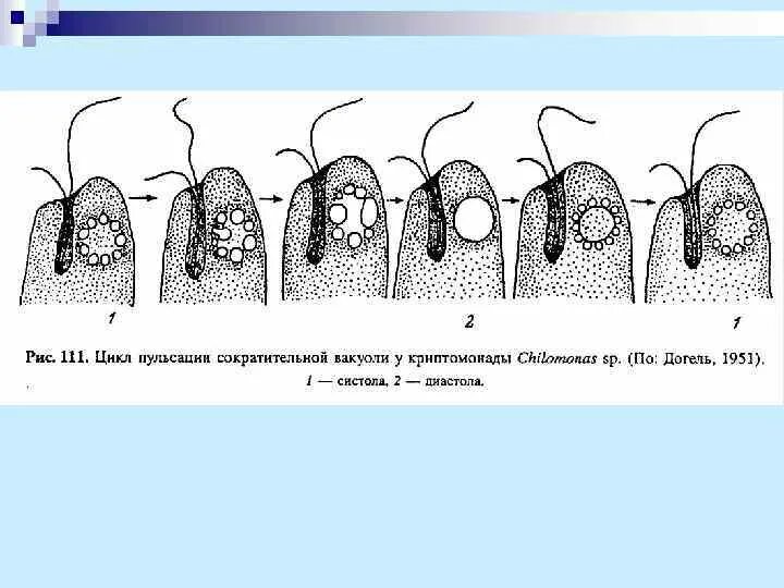 2 осмотрофный способ питания. Осмотрофный тип питания. способы питания осмотрофный голозойный. голофитный способ питания. осмотрофный тип питания характерен для.