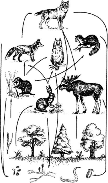 Выпадение одного звена из цепи питания нарушит. Схема трофической структуры биоценоза широколиственного леса. Пастбищную цепь питания в Лесной экосистеме. Цепь питания лесного биоценоза. Схема пищевой цепи карельских лесов.