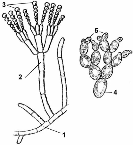 Чем строение пеницилла отличается от хлебных дрожжей. Строение плесневого гриба пеницилла. Плесневые грибы. Пеницилл и дрожжи. Гриб пенициллиум строение. Строение плесневых грибов пеницилл.