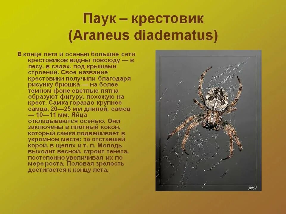 Как по английски будет паук. Паук крестовик характеристика. Araneus diadematus паук крестовик. Паукообразные паук крестовик характеристика. Рассказ о пауке крестовике.