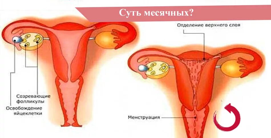 Месячные идут из матки.