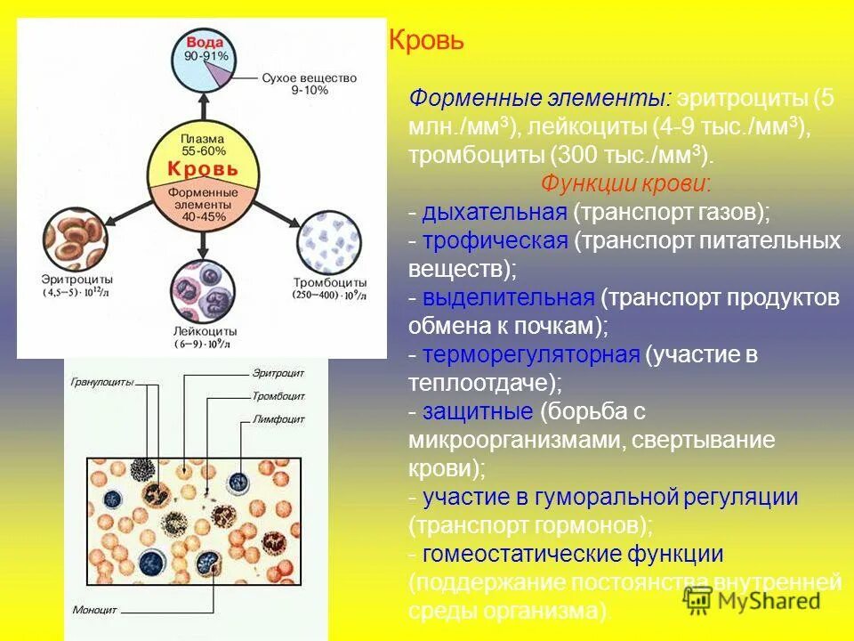 Витамины в плазме крови