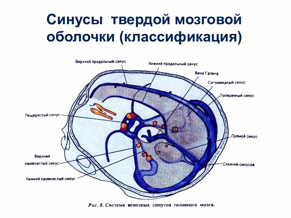 Синусы твердой оболочки мозга. Синусы твердой оболочки головного мозга. Синусы твердой мозговой оболочки Сема. Пазухи твердой мозговой оболочки схема. Верхний Сагиттальный синус твердой мозговой.