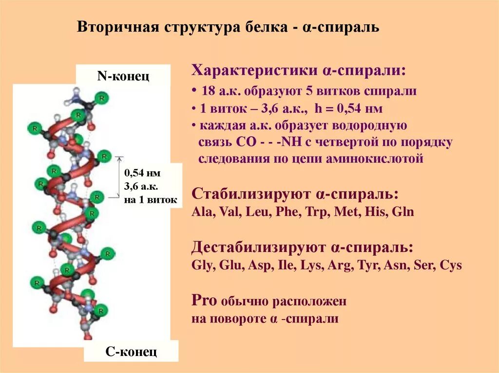 Особенности мономера белков. Альфа спираль вторичной структуры белка. Вторичная структура белка биохимия. Характеристика Альфа спирали вторичной структуры белка. Спирали вторичной структуры белка биохимия.