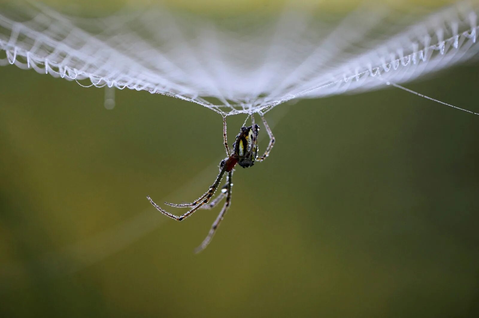 паук спускающийся на паутине. паук висит на паутине. паук тату эскиз. паук висит на паутине. паук спускается на паутине.