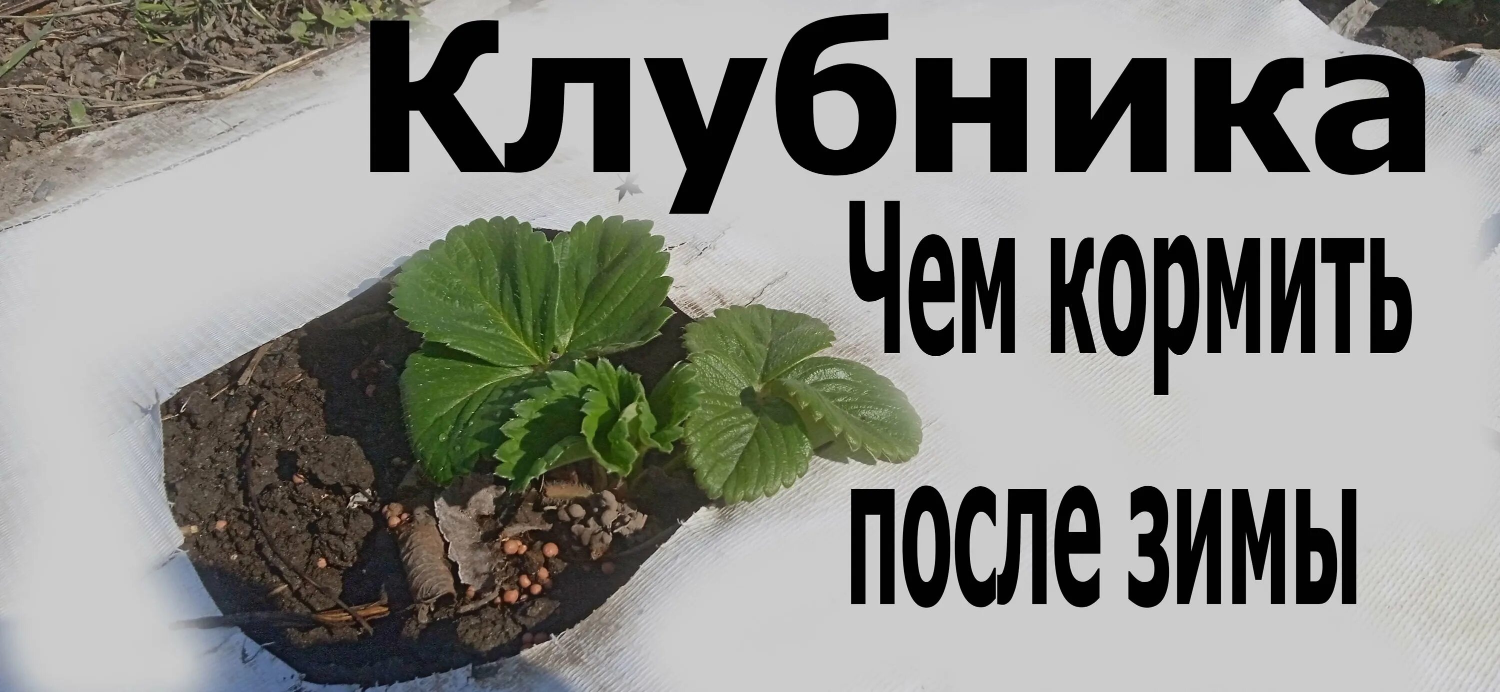 Клубника после зимы. Удобрение для клубники весной. Подкормка клубники весной. Подкормка клубники ранней весной.