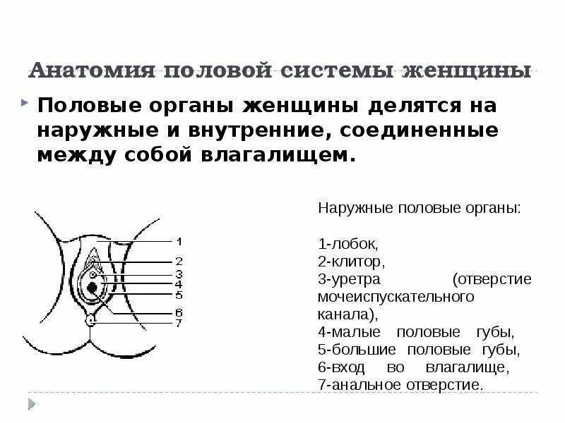 Наружные женские половые органы вид спереди. Наружные половые органы у женщин внешние. Напудние женские органы. Строение наружных женских органов. Наружные органы женской половой системы