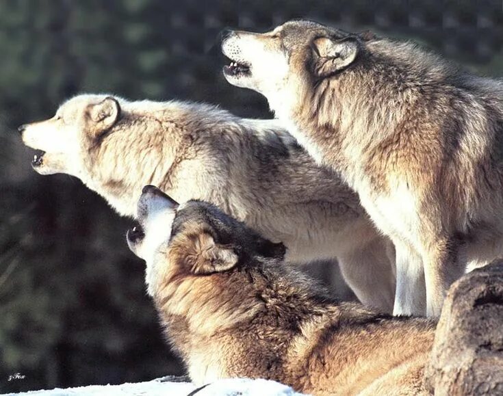 Волки в жизни человека. Волки любовь. Волки любовь картинки. Медведь и волк вместе. Два волка любовь.