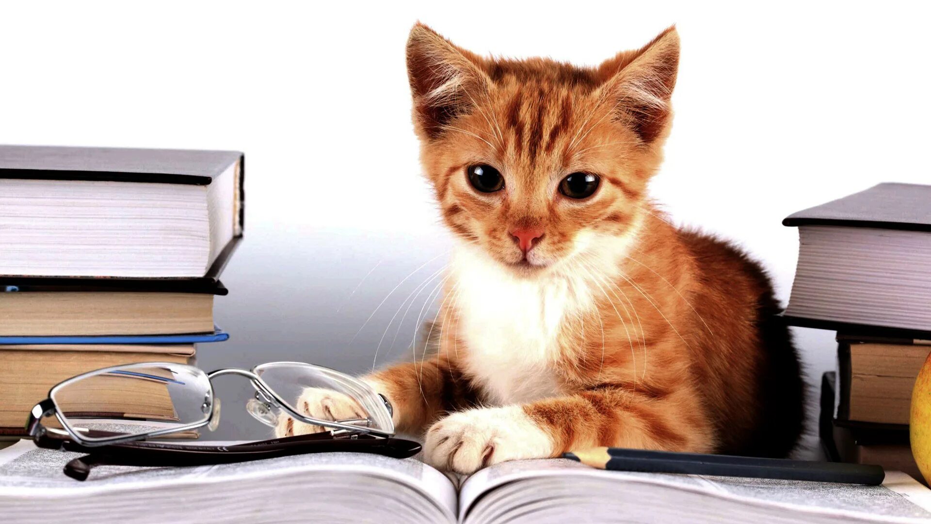 Животные учатся. Котик с книжкой. Кот сидит за столом. Недовольный белый кот за столом. Котик навязчивый.