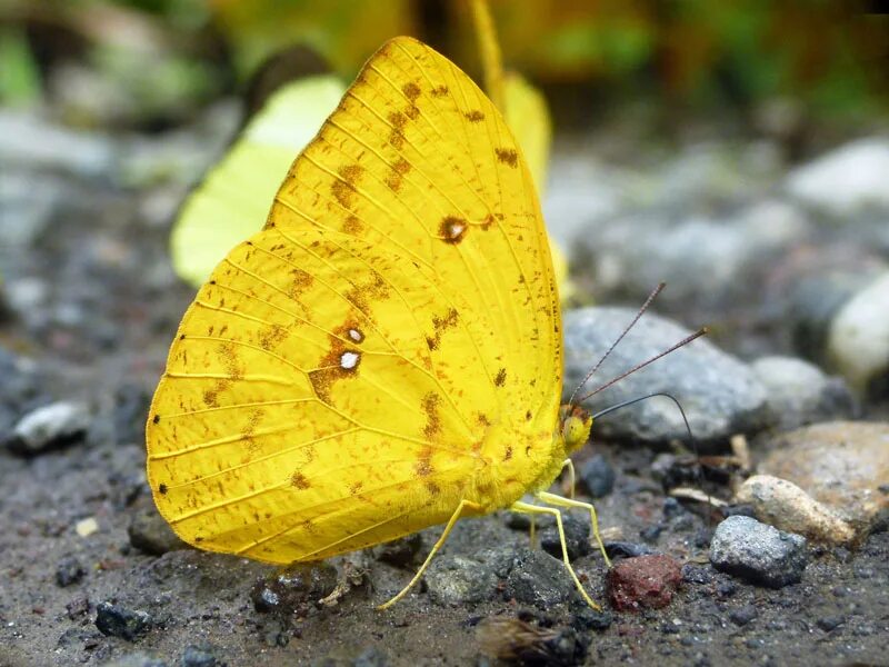 Желтые бабочки название фото 530 Butterfly ideas in 2021 butterfly, beautiful butterflies, birds butterflies