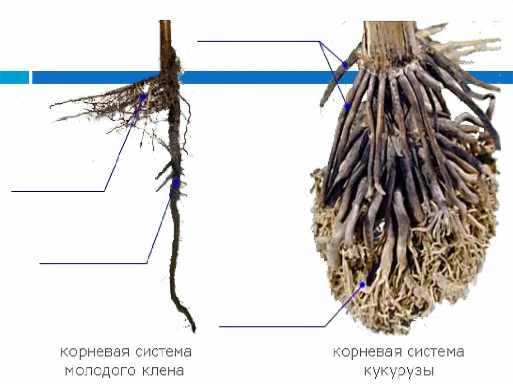 Обитатели корень