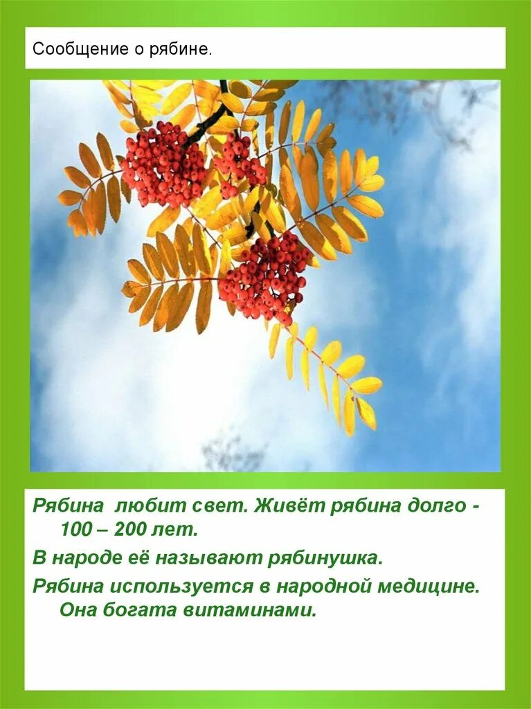 Рябина живет столько же сколько. Рябина. Рябина живет. Липа живет дольше а рябина живет. Липа живет дольше а рябина.