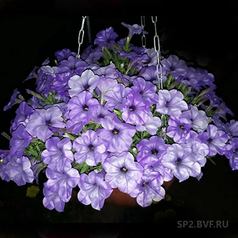 Петуния ивнинг сенсейшен. Evening sensation. Петуния ампельная evening scentsation. Петуния ивнинг сенсейшен. Петуния ивнинг сенсейшен.