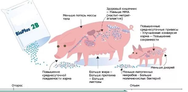 Как получить пин свиньи. Пробиотики для свиней. Метрит мастит агалактия свиней.