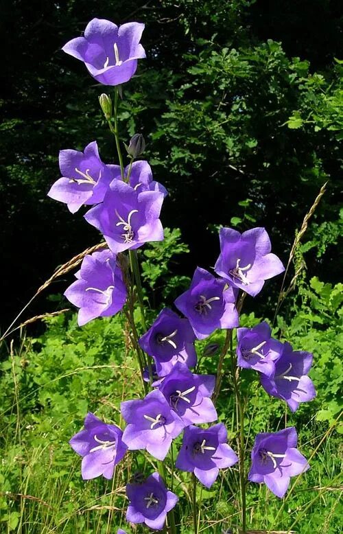 Колокольчик раскрытый. Колокольчик персиколистный (Campanula persicifolia). Колокольчик персиколистный (Campanula persicifolia l.). Колокольчик узколистный. Колокольчик круглолистный Лавендер.