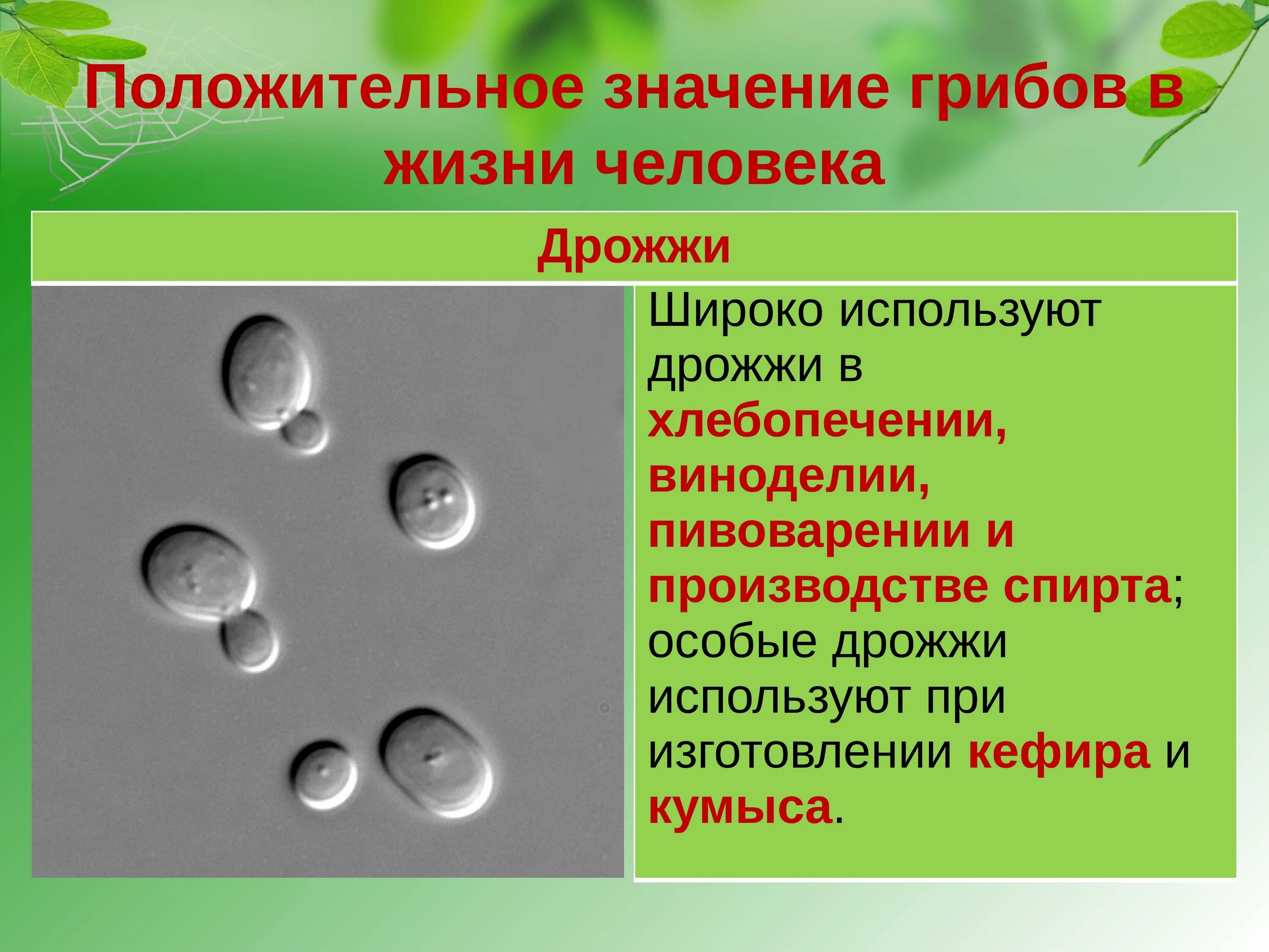 Каково значение дрожжей в жизни человека назовите