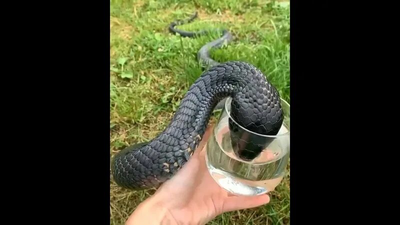 змеи пьют молоко у коровы. змея пьет молоко у коровы. пьющая змея. змея пьющая молоко. заклинатель змей.