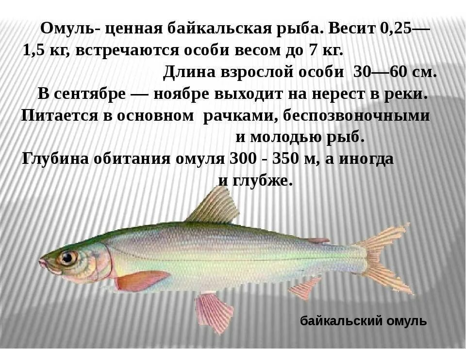 Байкальский омуль описание рыбы. Белый омуль рыба. Рыба Байкала омуль. Байкальский омуль описание.