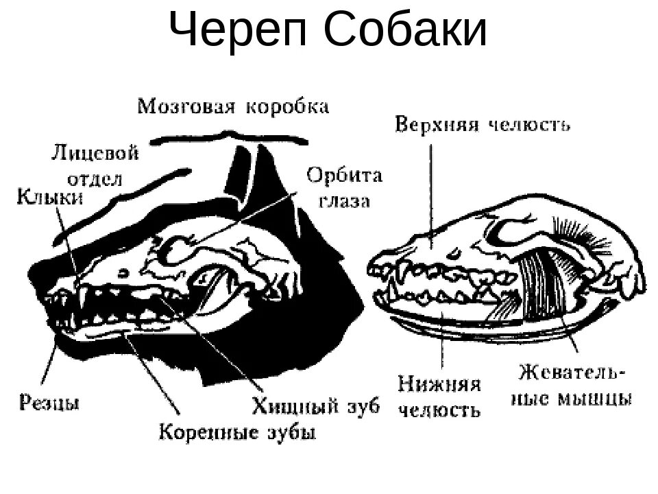 Скелет головы собаки анатомия. Строение черепа млекопитающих собака. Кости черепа собаки схема. Строение скелета черепа млекопитающих. Сравните череп ящерицы и череп собаки