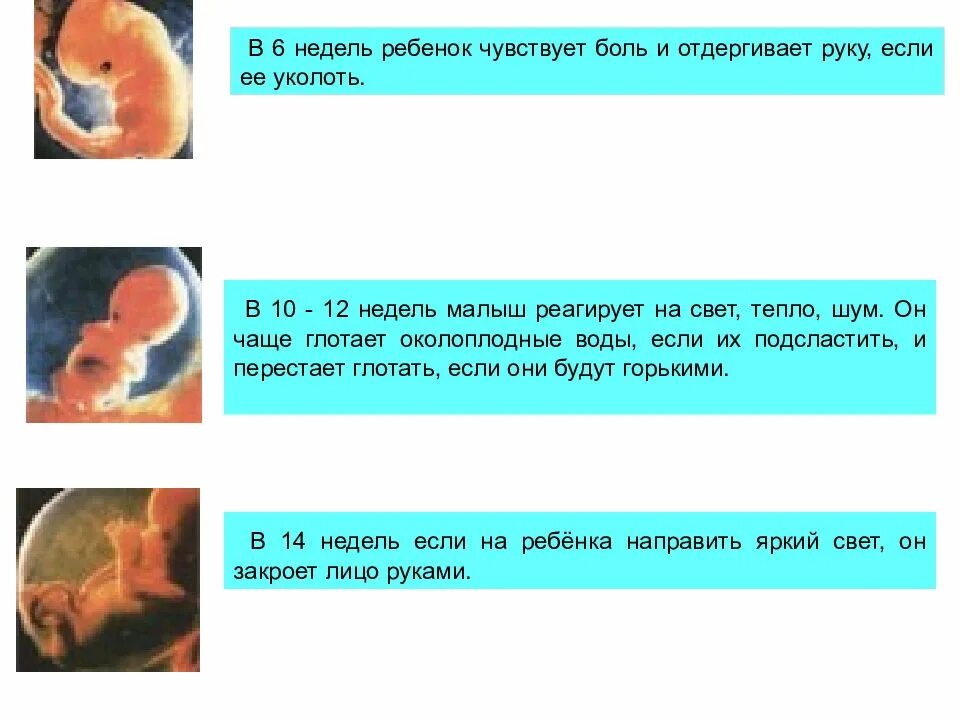 6 недель какой плод. Ребенок глотает околоплодные воды. Эмбрион не чувствует боли. Младенцы не чувствуют боли.