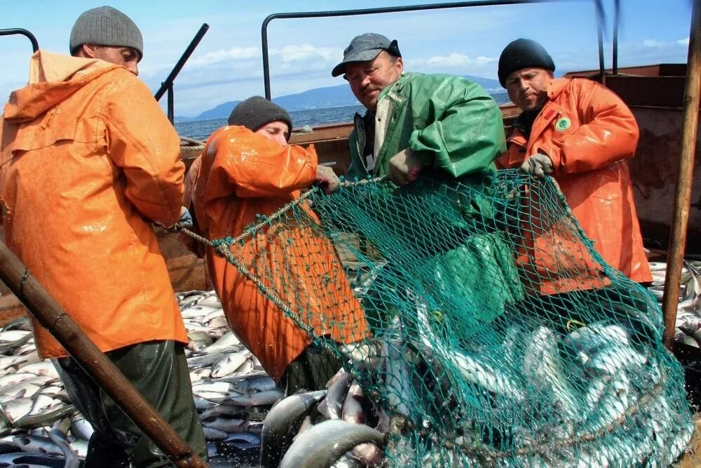 Промысел добыча. Лососевая Путина на Дальнем востоке. Рыбная промышленность дальнего Востока. Вылов лососевых. Дальневосточный Рыбак.
