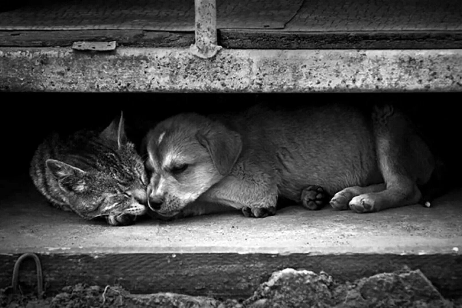 Мне максимально грустно. Брошенные животные. Бездомные кошки и собаки. Грустные животные. Беззащитные животные.