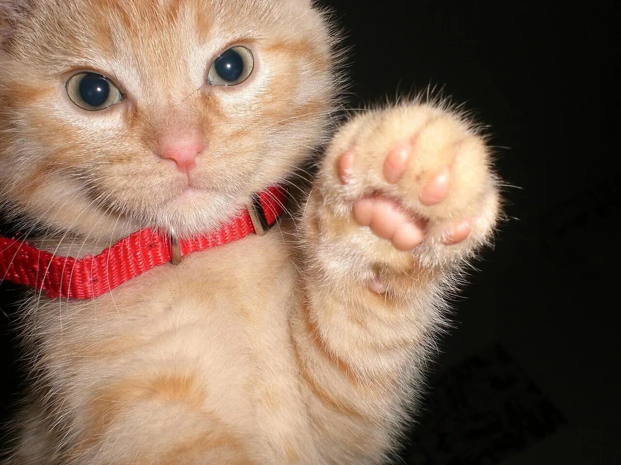 Кот тянет лапу. Кот дает лапу. Кот дай пять. Кошка и хозяин. Трюки с кошками.