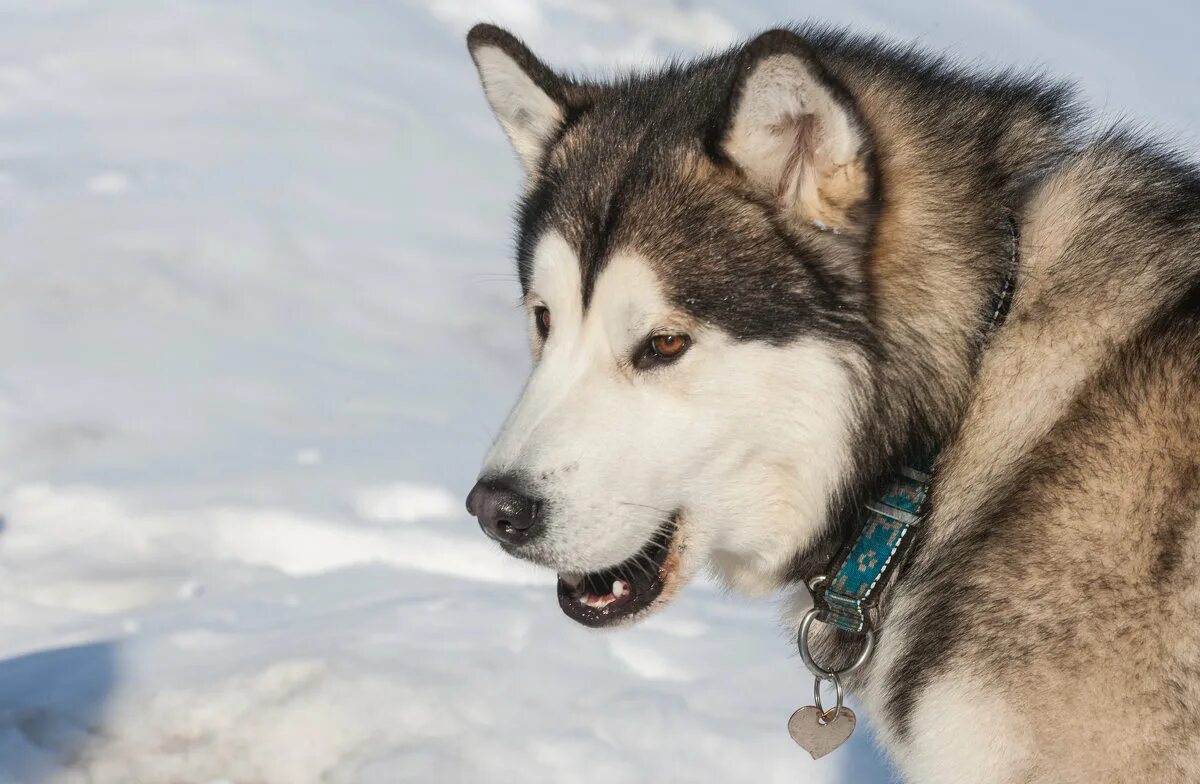 маламут в добрые руки