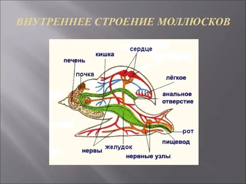 Моллюски контрольная работа. Строение моллюсков. Строение моллюска. Внутреннее строение моллюска. Тип моллюски внутреннее строение.