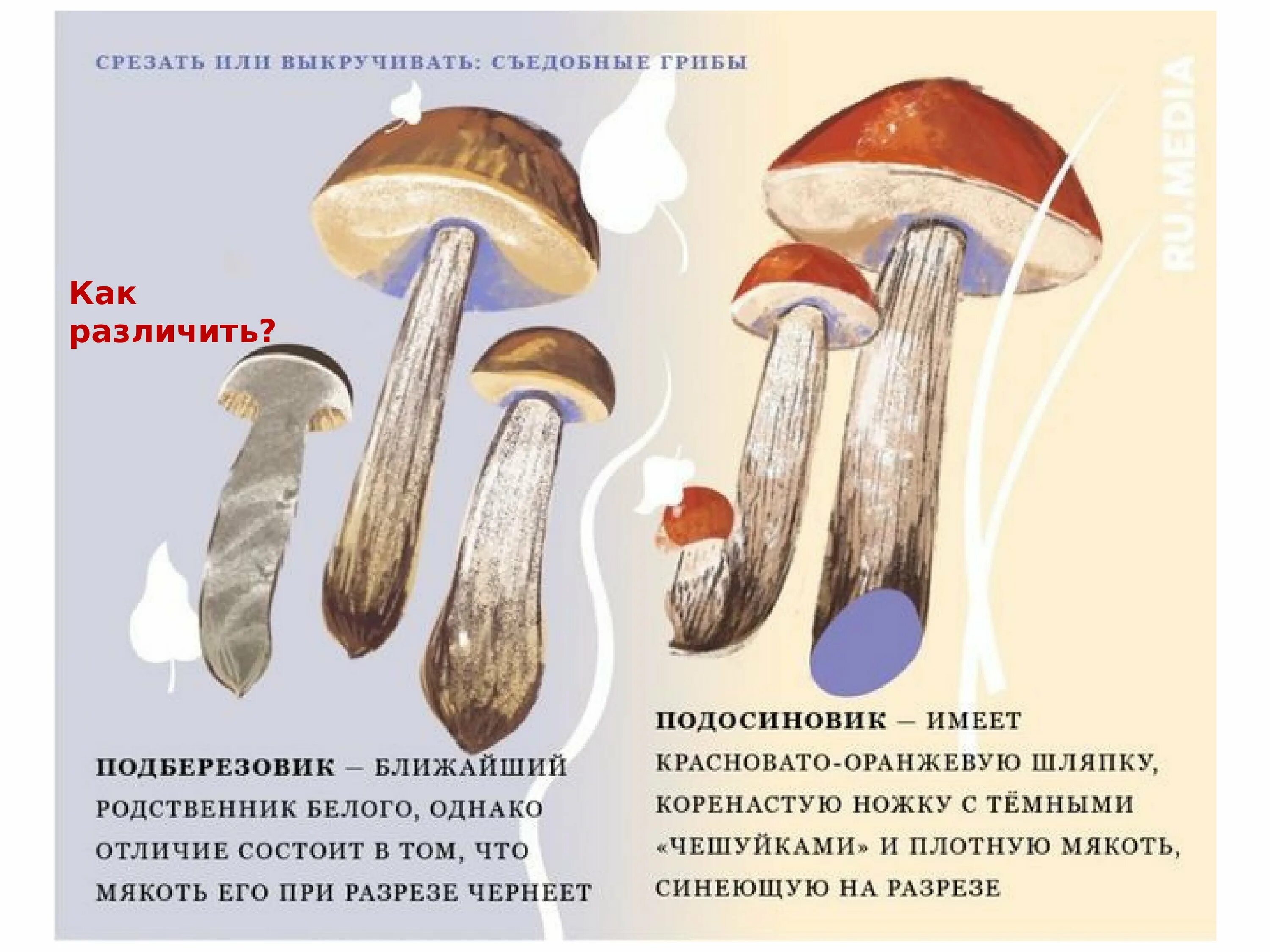 Ложные подосиновики и подберезовики. Ядовитый гриб двойник подосиновика. Подберезовик ложный подосиновик ложный. Подберёзовик ложный отличия.