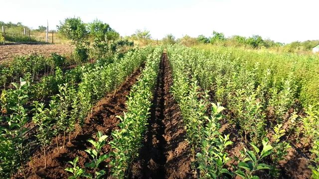 Энгельсский гагаринский плодопитомник каталог цена