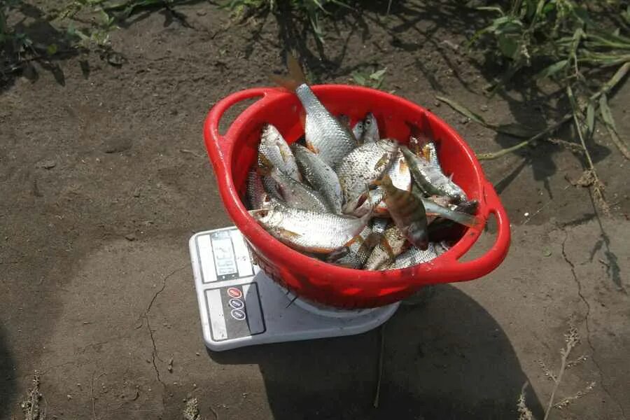 Футболка рыбак. Клюет не клюет барнаул каталог товаров. Футболка для рыбака на червя. Рыболовный магазин афиша. Майка для рыбака 'на червя'.