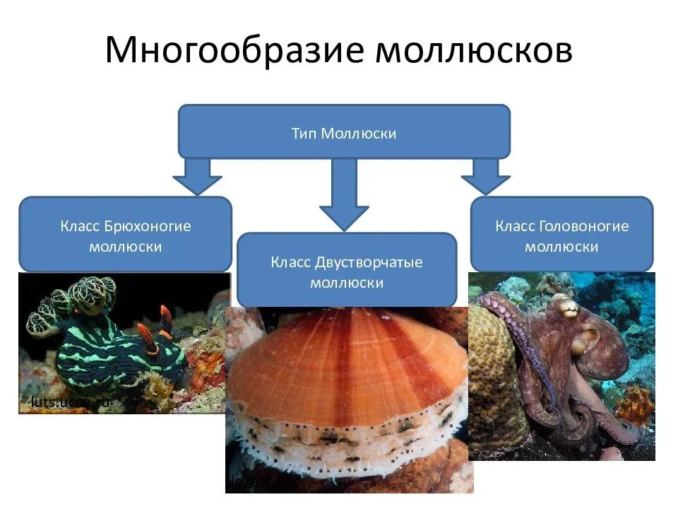 Приведите по три примера животных моллюски. Тип моллюски 8 класс биология. Тип моллюски класс двустворчатые многообразие. Тип моллюски класс брюхоногие и класс двустворчатые моллюски 7 класс. Типы моллюсков 7 класс биология.