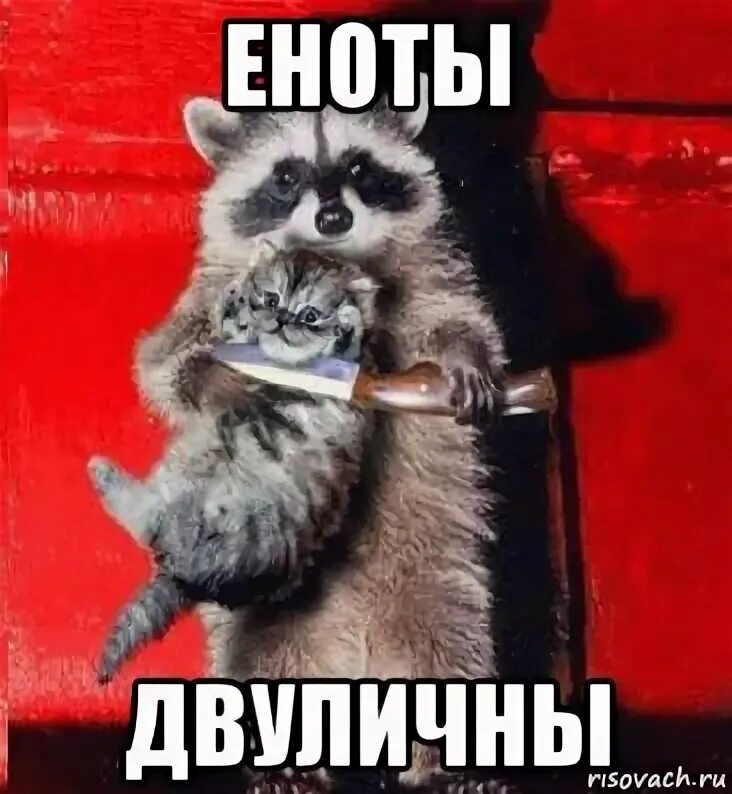 Мем с енотом видео. Мемы с енотами. Енот с котом на руках Мем. Енот с котенком на руках.
