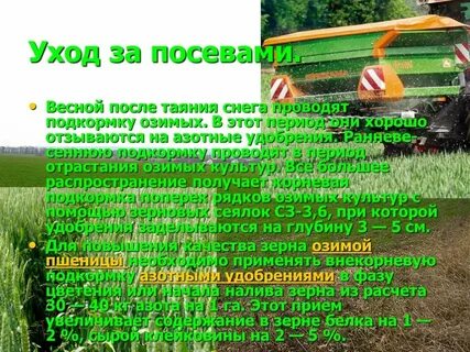 Озимые культуры возделывание