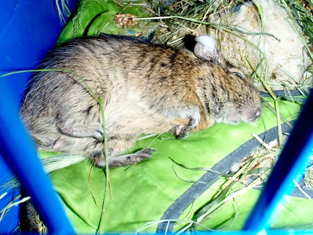 Белка дегу. Дегу умирает. Дегу. Катаракта у дегу. Дегу умирает.