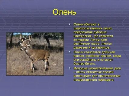Описание лесных животных
