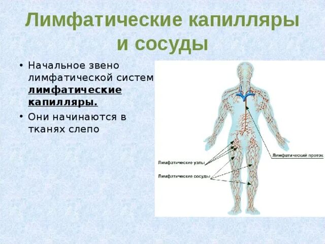 Начало лимфатических сосудов. Лимфатические капилляры. Лимфатические капилляры и сосуды. Строение лимфатического капилляра. Капилляры лимфатической системы.