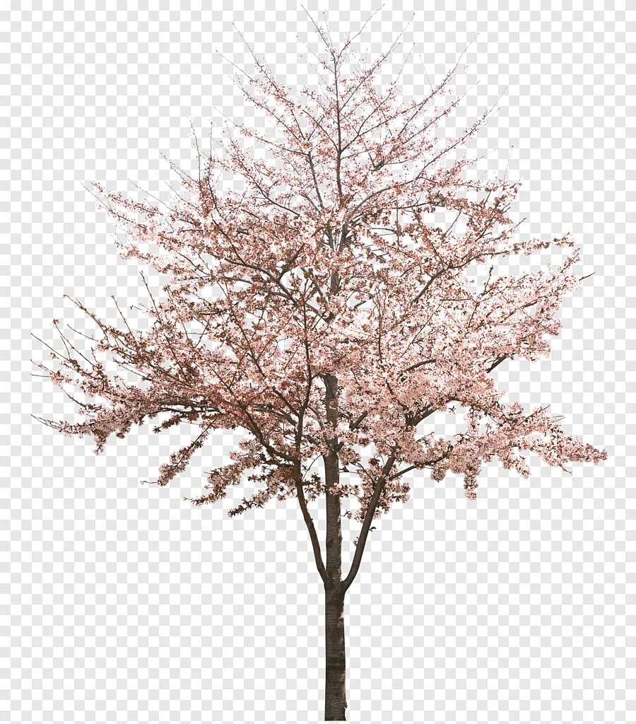 Цветущее дерево без фона. Декоративное дерево для ФШ. Декоративные деревья на белом фоне. Цветущее Весеннее дерево на белом фоне. Розовое дерево без листьев