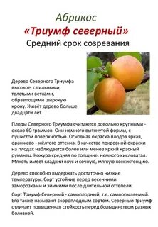 Абрикос морозостойкость