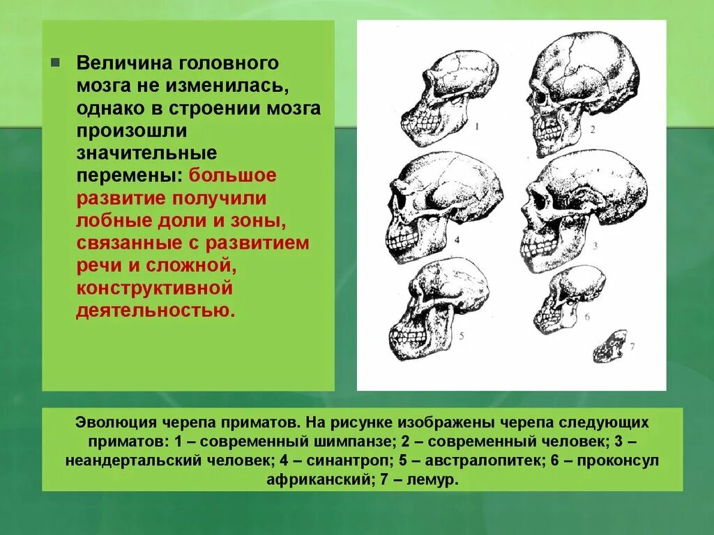 Какой мозг у приматов. Эволюция головного мозга человека. Объем мозга Эволюция. Эволюция черепа. Человек разумный объем мозга.