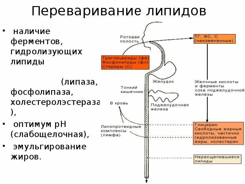 Ферменты липиды. Переваривание и всасывание липидов схема. Превращение липидов в жкт. Гидролиз липидов. Ферменты переваривающие нейтральные жиры.