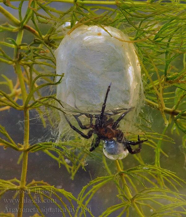 Argyroneta aquatica – паук-серебрянка. Паук серебрянка argyroneta aquatica. Паук серебрянка ядовитый. Серебрянка (argyroneta aquatica). Ареал паука серебрянки.
